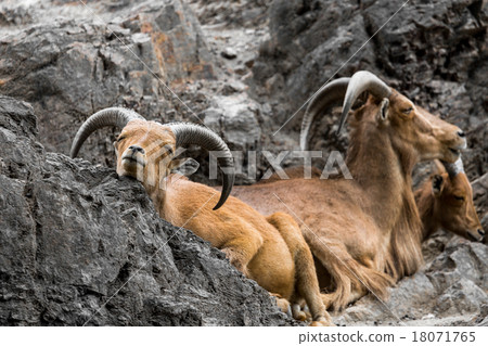 West caucasian tur goat in nature. 18071765