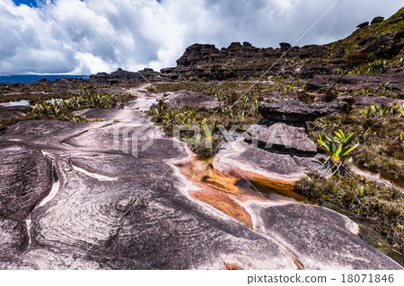 A very rare endemic plants on the plateau A very rare endemic plants on the plateau 18071846