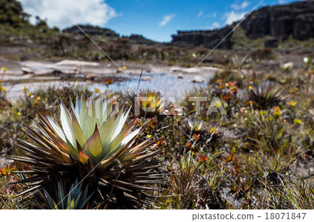 A very rare endemic plants on the plateau A very rare endemic plants on the plateau 18071847