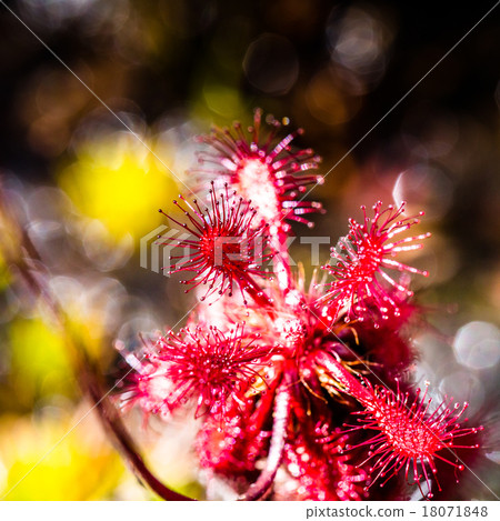 Sundew (Drosera rotundifolia) on plateau  18071848