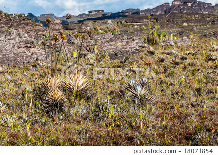 A very rare endemic plants on the plateau A very rare endemic plants on the plateau 18071854