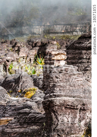 A very rare endemic plants on the plateau A very rare endemic plants on the plateau 18071855