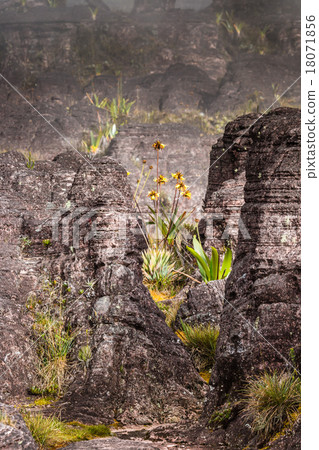 A very rare endemic plants on the plateau A very rare endemic plants on the plateau 18071856