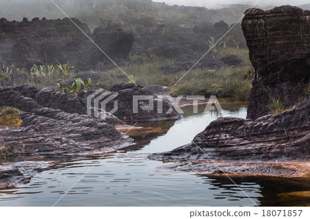 A very rare endemic plants on the plateau  18071857