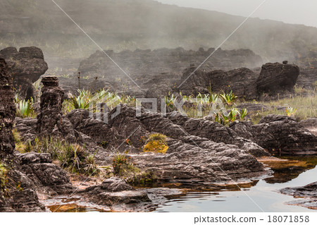 A very rare endemic plants on the plateau A very rare endemic plants on the plateau 18071858
