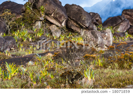 A very rare endemic plants on the plateau A very rare endemic plants on the plateau 18071859