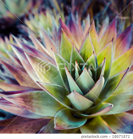 Endemic plant from Mount Roraima in Venezuela 18071872