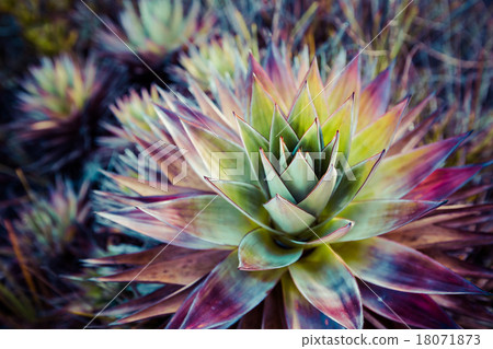Endemic plant from Mount Roraima in Venezuela Endemic plant from Mount Roraima in Venezuela 18071873