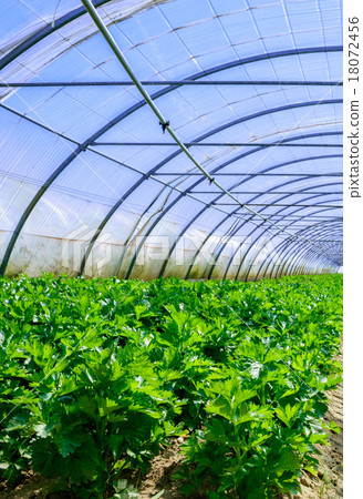 Celery culture in a greenhouse 18072456
