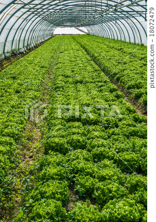 nursery for the cultivation of vegetables 18072479