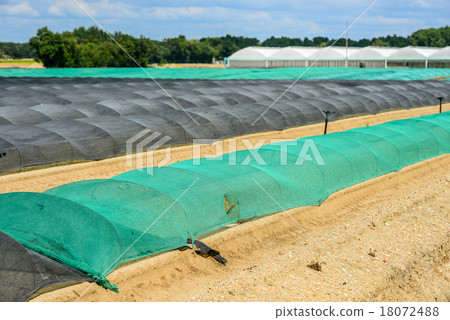 greenhouse for growing fruit and vegetables 18072488