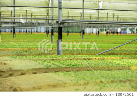 Greenhouse Incubator of the salad chews 18072501