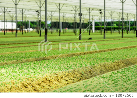 Greenhouse Incubator of the salad chews 18072505