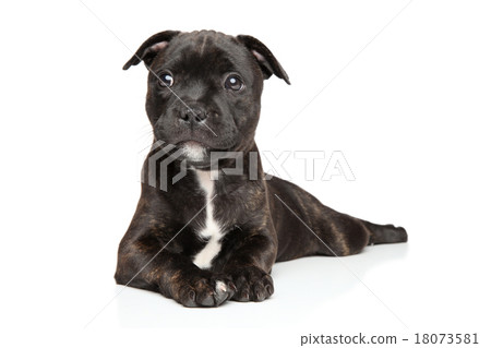 Staffordshire bull terrier puppy 18073581