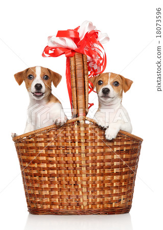 Happy puppies in large wicker basket 18073596