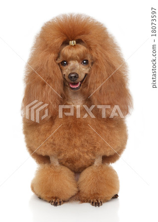 Happy dog 18073597