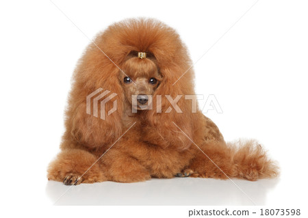 Toy poodle Toy poodle 18073598