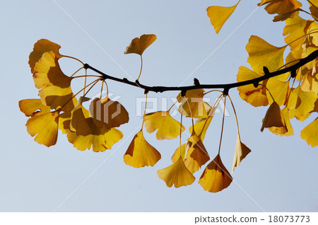 ginkgo - maidenhair tree ginkgo - maidenhair tree 18073773