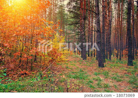 Autumn forest 18073869
