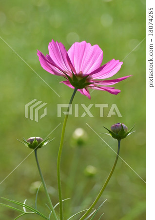 Cosmos 18074265
