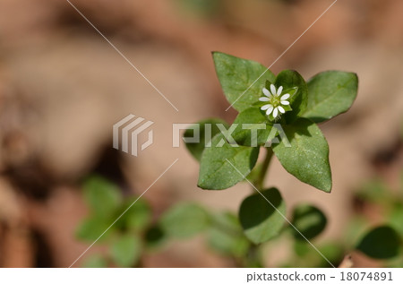 繁縷 繁縷 18074891