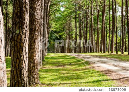 Walkway Lane Path With Green Trees in Pine park  18075006