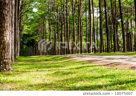 Walkway Lane Path With Green Trees in Pine park 18075007