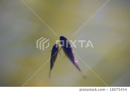 Hatchoike的鯽魚 18075454