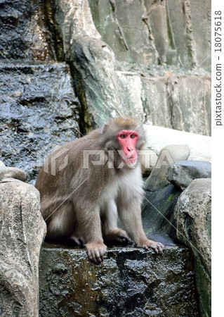 monkey monkey 18075618