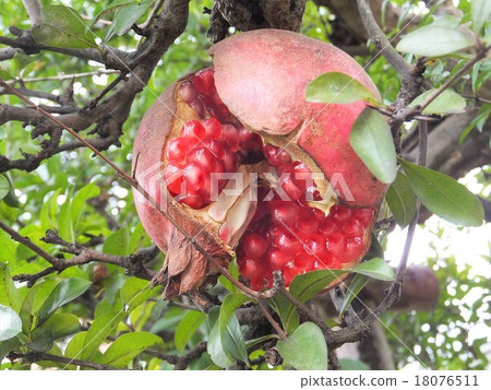 pomegranate  18076511