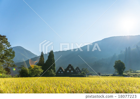 Shirakawago of autumn and early morning [Inaho and the architectural community building] 18077223