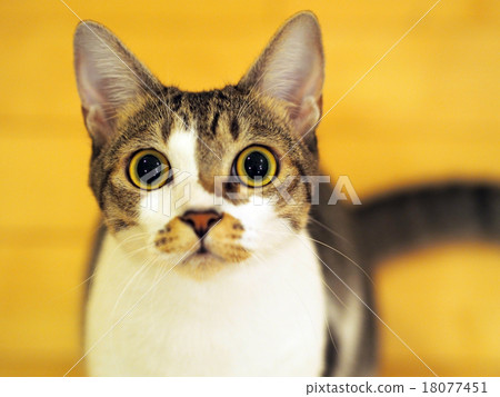 Cat Sabbatra 18077451