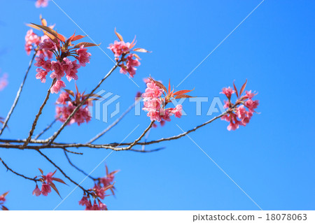 Wild Himalayan Cherry spring blossom 18078063
