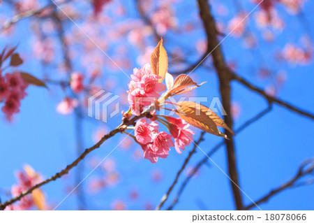 Wild Himalayan Cherry spring blossom 18078066