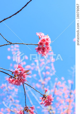 Wild Himalayan Cherry spring blossom 18078067