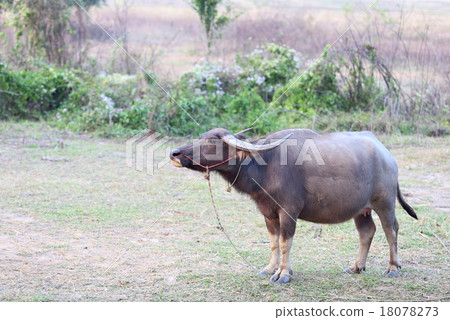 Thai buffalo in the field 18078273