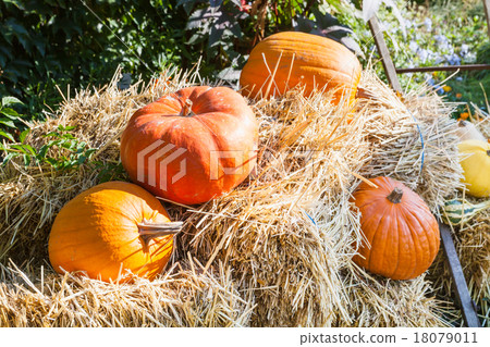 ripe pumpkins on straw in garden in autumn 18079011
