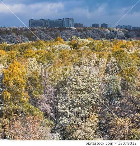 first snow on trees and dark clouds over city 18079012