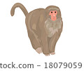 Japanese monkey illustration Japanese monkey illustration 18079059