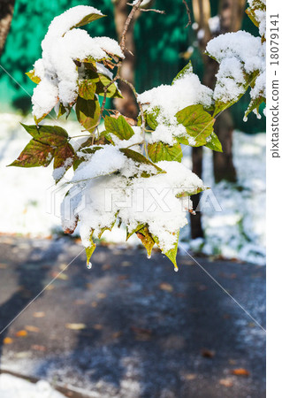 melting first snow on green leaves in autumn 18079141