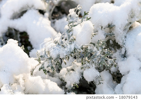 first snow on senecio cineraria plant 18079143