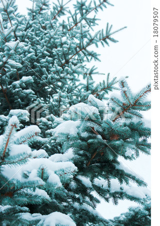 Blue Spruce Blue Spruce 18079507