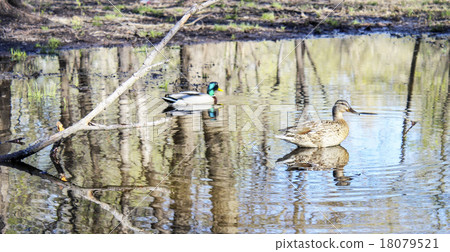 Ducks on the pond Ducks on the pond 18079521