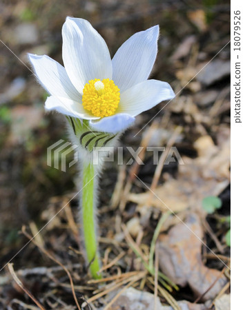 First spring snowdrop 18079526