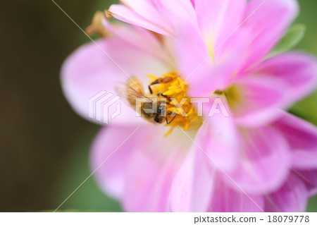 Bees and Dahlia 18079778