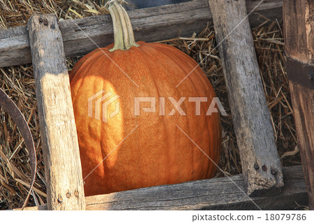 large ripe pumpkin 18079786