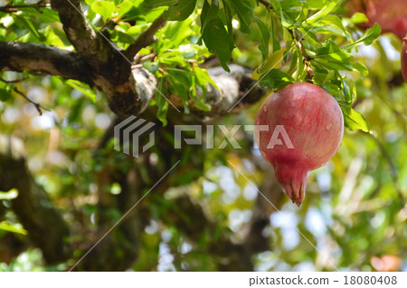 石榴水果（長野縣上吉太郡小瀨町） 18080408