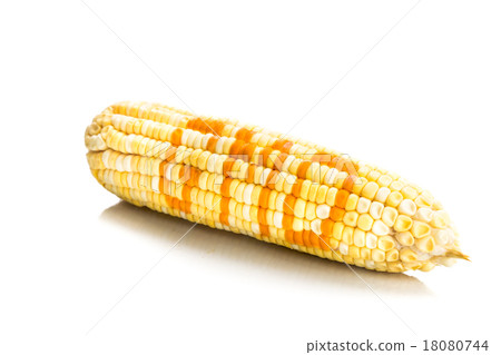 Concept of corn maize with GMO on corn seeds 18080744