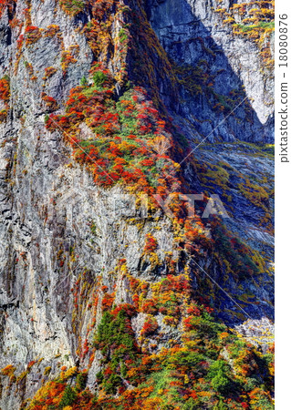 Ichino Kurasawa秋季葉子 18080876