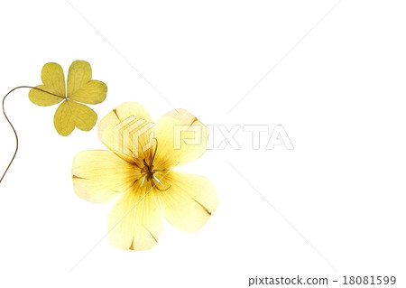 Pressed flower 18081599